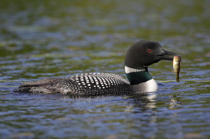 loon.jpg