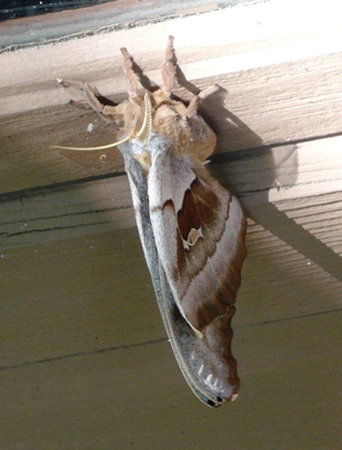 moth