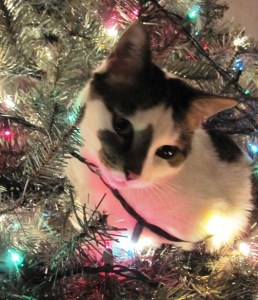 catmastree2012