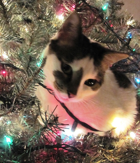 catmastree2012