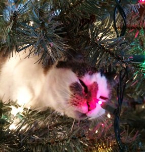 Xmas Cat